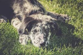 Pure breed australian shepherd puppies Australian Shepherd Lab Mix 5 Must Know Facts Before Buying Perfect Dog Breeds