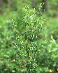 Image result for Pentanema indicum