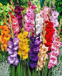 Pin On Gladioli
