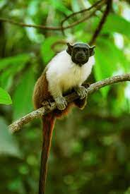 Pied Tamarin Animals Images Animals Pied Tamarin