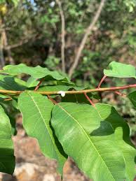 Image result for Euphorbia espinosa