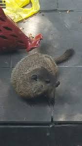 Having said this, most people confuse squirrel infestation with rat infestation, so it is important to know the difference between the two. Hybrid Squirrel Rat Beaver