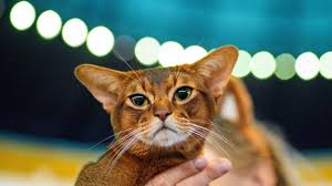 ‪Cats as pets: Genome study reveals domestication milestone‬‏