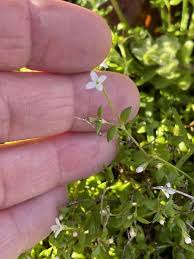 Image result for Aidia micrantha