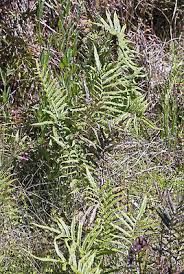 Image result for Cyclosorus interruptus