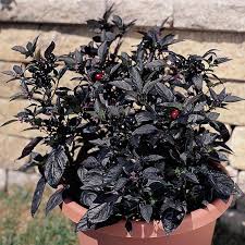 Cook them as you would along with garlic as a spicy base to add to any meal! Ornamental Pepper Black Pearl Harris Seeds
