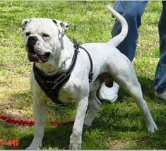 American Bulldog Breed Information History Health