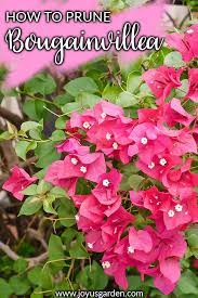 Pruning Bougainvillea In Summer To Encourage More Bloom Bougainvillea Longfield Gardens Trees To Plant