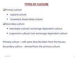 Difference between animal cell culture and plant cell culture. Bioreactors For Animal Cell Suspension Culture