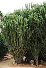 Image result for Euphorbia ingens