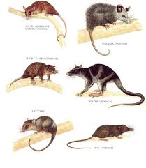 Difference between possum vs opossum. 11 Atlostralia Ideas Mammals Animals Wild Animals And Pets