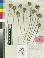 Image result for Cyperus obtusiflorus