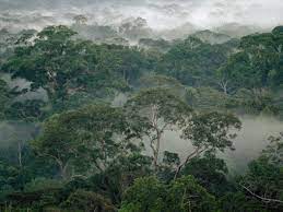 Termites Protect Tropical Rainforests During Droughts