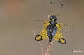 Image result for Pterygota