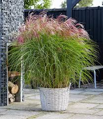 Doch vorsicht, nicht alle gräser sind winterhart. Miscanthus Red Cloud 1a Graser Kaufen Baldur Garten