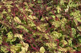 Image result for Persicaria