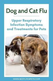 Dogs that come down with a mild form of the flu will display a fever and cough that will last one to three weeks, collins says. Pin On All About Cats And Kittens Cat Care Tips