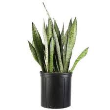 Bird Of Paradise Plant Home Depot Snake Plant Indoor Plants Plants Garden Flowers The Home Depot In 2020 Plants Floor Plants Live Indoor Plants