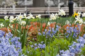 14'' h x 17'' w x 17'' d. 12 Durable Spring Bulbs You Might Want To Try Instead Of Tulips Pennlive Com