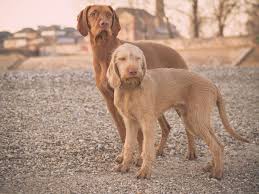 Its keen nose allows it to be an enthusiastic worker in all weather. Wirehaired Vizsla Puppies Near Me