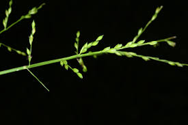 Image result for Acroceras zizanioides