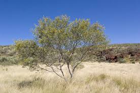 Image result for Dictyophleba