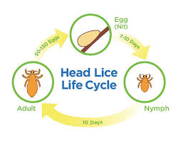 Image result for lice life cycle