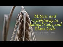 Check spelling or type a new query. Differences Between Mitosis And Cytokinesis In Animal Cells And Plant Cells Biology Kssm Form 4 Youtube