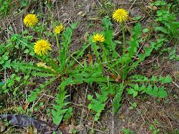 Image result for Taraxacum