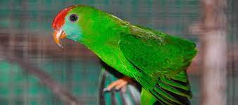 We did not find results for: Info Terbaru Harga Burung Serindit Jantan Betina Bakalan Gacor Daftar Harga Tarif