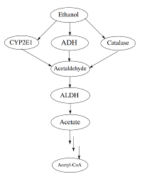 The Answer Alcohol Metabolism