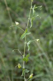 Image result for Basananthe longifolia