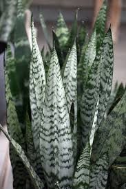 Image result for Sansevieria trifasciata