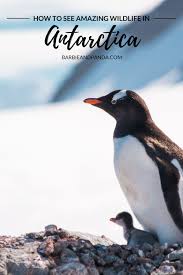 How To Travel To Antarctica Antarctica Travel Antarctica South America Travel