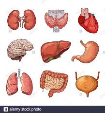 Innere Organe Des Menschen Cartoon Gehirn Und Herz Leber Und Nieren Vektorkorper Isoliert Darstellung Von Menschlichen Organen Magen Und Leber Herz Und Innere Anatomie Stock Vektorgrafik Alamy