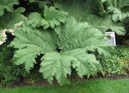 In cooler areas, plant in a spot sheltered from drying winds. Gunnera Manicata Brazilian Rhubarb The Seed Vine