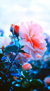 High quality aesthetic tumblr inspired ipad cases & skins by independent artists and designers from around the world. Bellsonashley Tumblr Flower Wallpaper Flower Aesthetic Beautiful Flowers