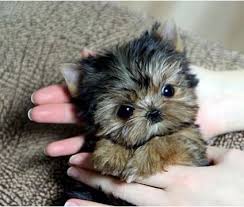 Micro teacup puppies for sale. Teacup Yorkie Puppies Males Females Under 4 Lbs Full Grown Yorkie Puppy Teacup Yorkie Puppy Teacup Yorkie