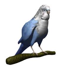 Animated Gif Bird Is The Word Gif Https Encrypted Tbn0 Gstatic Com Images Q Tbn 3aand9gctocafnynvjusgvhavjk9ecv9v Q1o2m Qkmq Usqp Cau