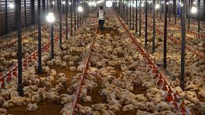 Ini menyebabkan peternakan ayam masih tergolong industri yang rawan. Peternak Ayam Hadapi Empat Persoalan Di Tengah Pandemi Corona