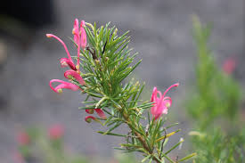 Image result for Grevillea