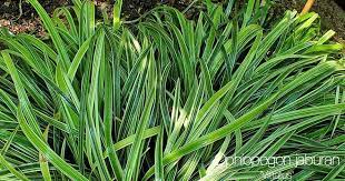 Check spelling or type a new query. Mondo Grass Plant Care How To Grow Ophiopogon Jaburan