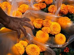 Not only will the mexican marigold drive away gnats, but it also kills any harmful nematodes that may be living in the soil. Day Of The Dead 5 Things To Know Across America Us Patch