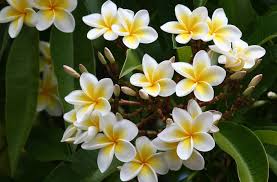Pin On Flower Power