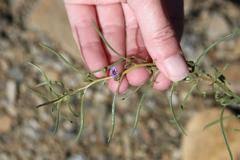 Image result for Anticharis senegalensis