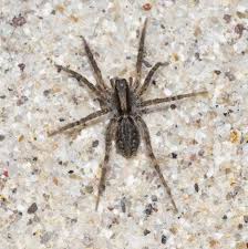 I just got a black house spider, do they eat other tiny spiders? 10 Most Common House Spiders How To Identify A Dangerous Spider