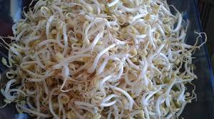 Entdecke rezepte, einrichtungsideen, stilinterpretationen und andere ideen zum ausprobieren. Cara Membuat Taoge Atau Kecambah Kacang Hijau Di Rumah Youtube