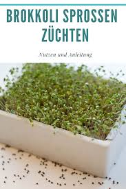 Warum Sulforaphan In Brokkoli Und Brokkolisprossen So Gesund Ist In 2020 Brokkoli Sprossen Vegane Rezepte