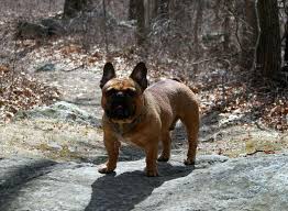 Additionally these two breeds have the common origin of the now extinct toy bulldog. Little Giant Boston Ma