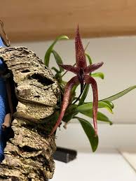 Image result for Moraea elliotii